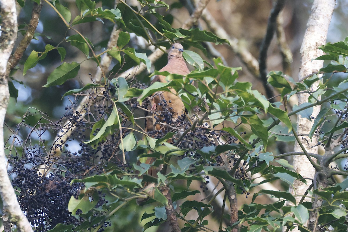 Phasianelle brune - ML644891864