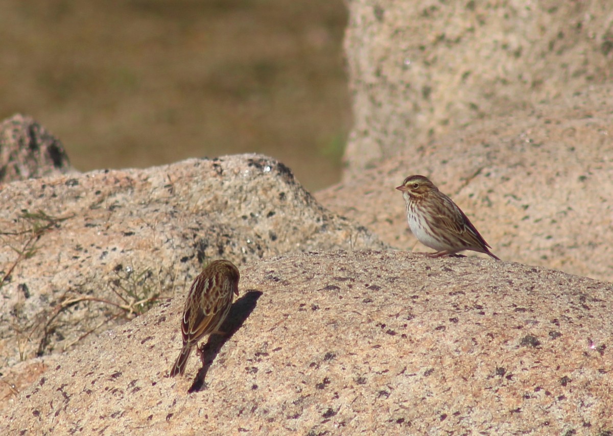 Savannah Sparrow - ML644891875