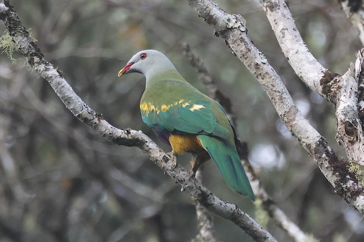 Mor Göğüslü Meyve Kumrusu - ML644891888