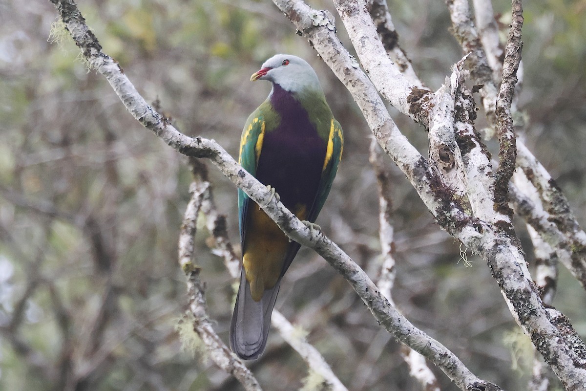 Mor Göğüslü Meyve Kumrusu - ML644891889