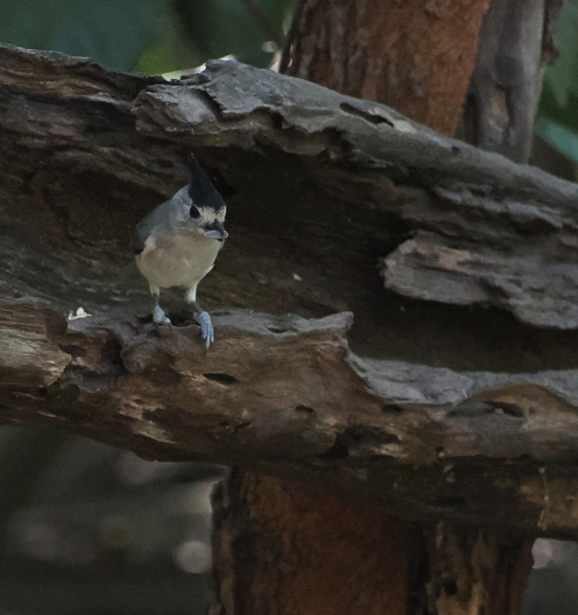 Black-crested Titmouse - ML644891930