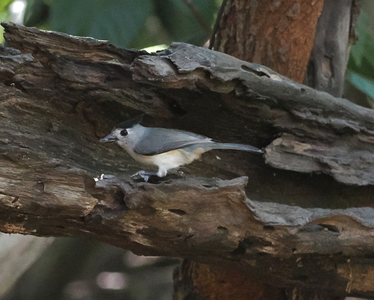 Black-crested Titmouse - ML644891931