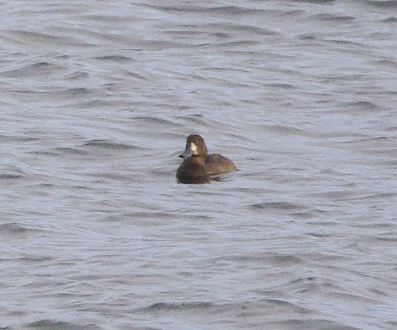 Bergente - ML644891934