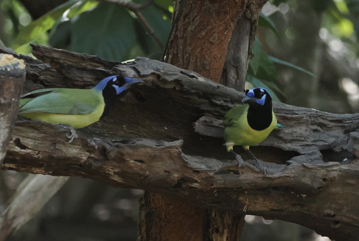 Inkablaurabe - ML644891941