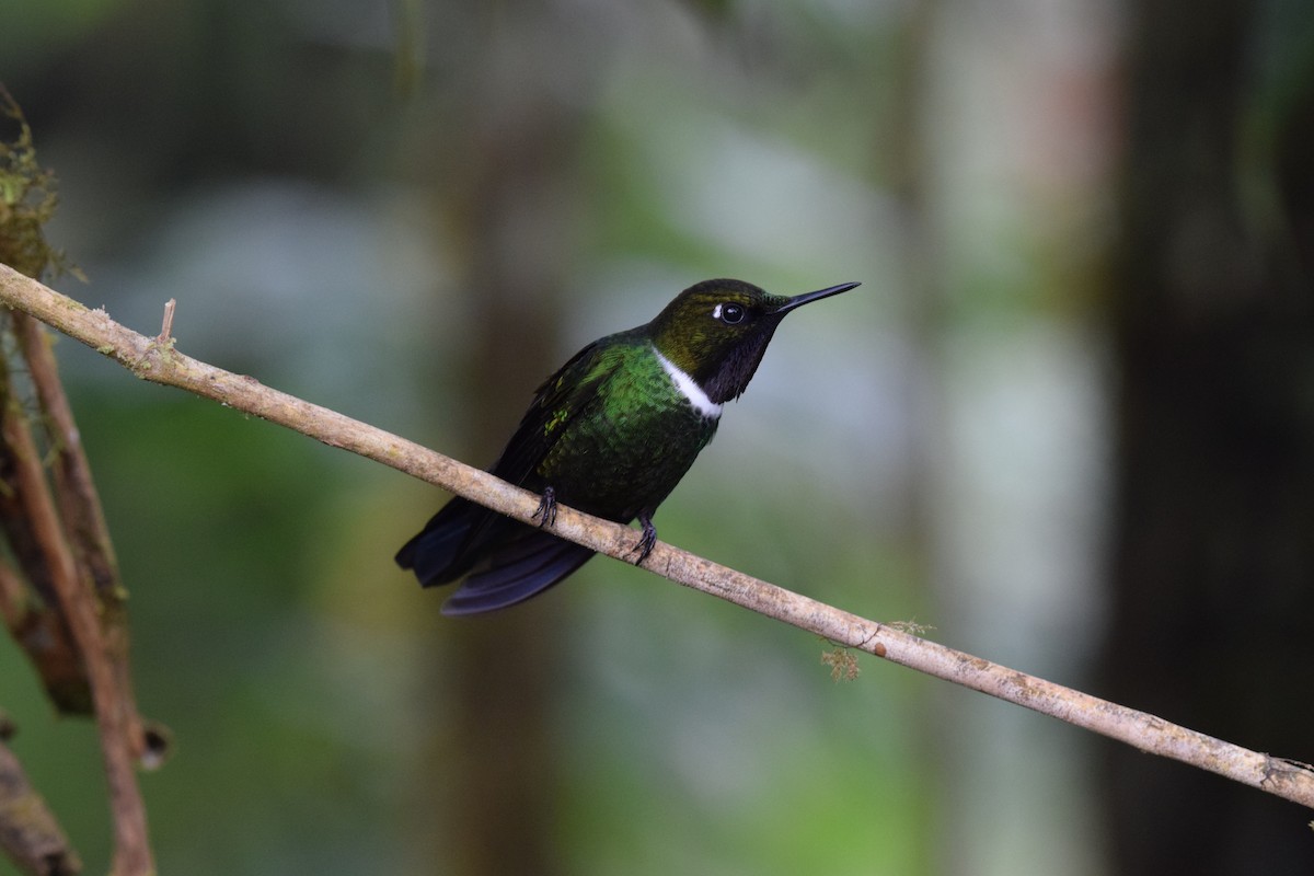 Gorgeted Sunangel - ML644891950