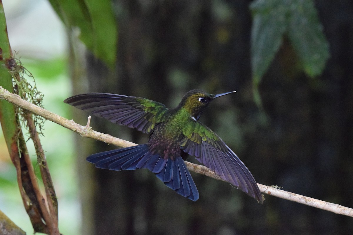 Gorgeted Sunangel - ML644891951