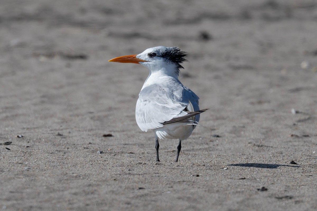 Royal Tern - ML644891957
