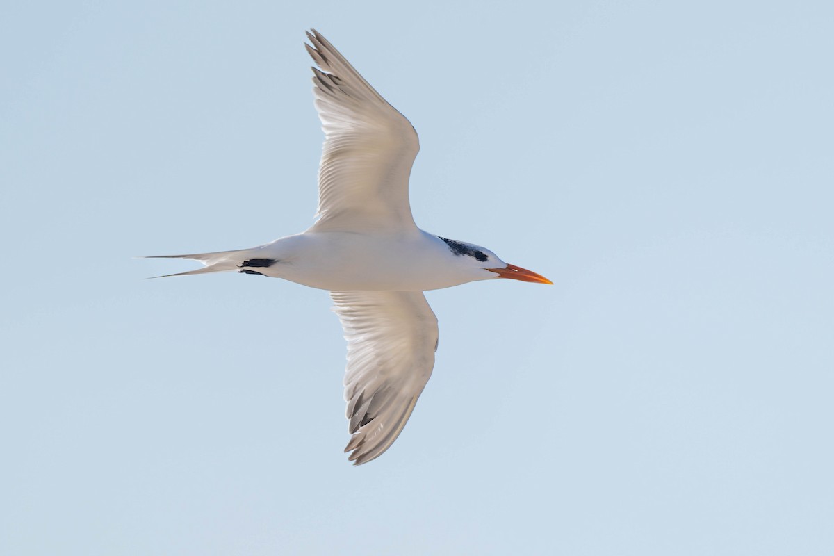 Royal Tern - ML644891958