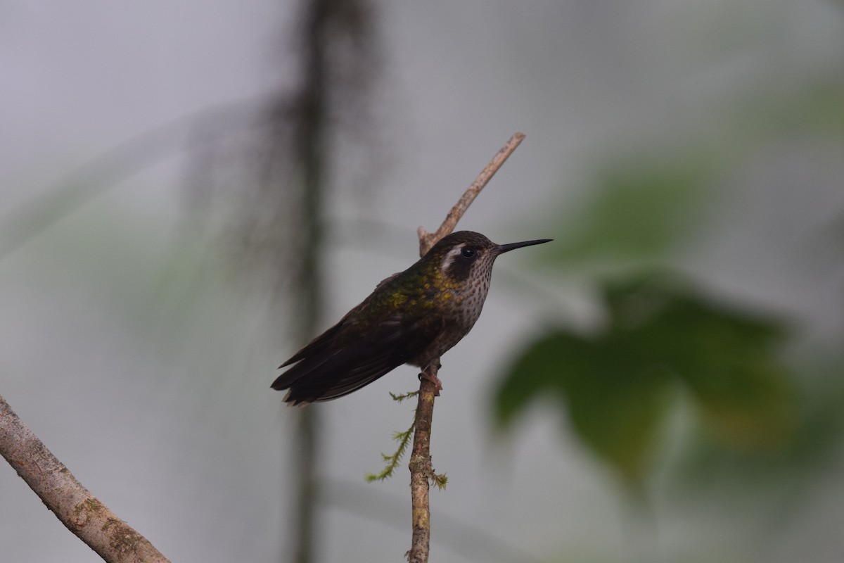 Speckled Hummingbird - ML644891961