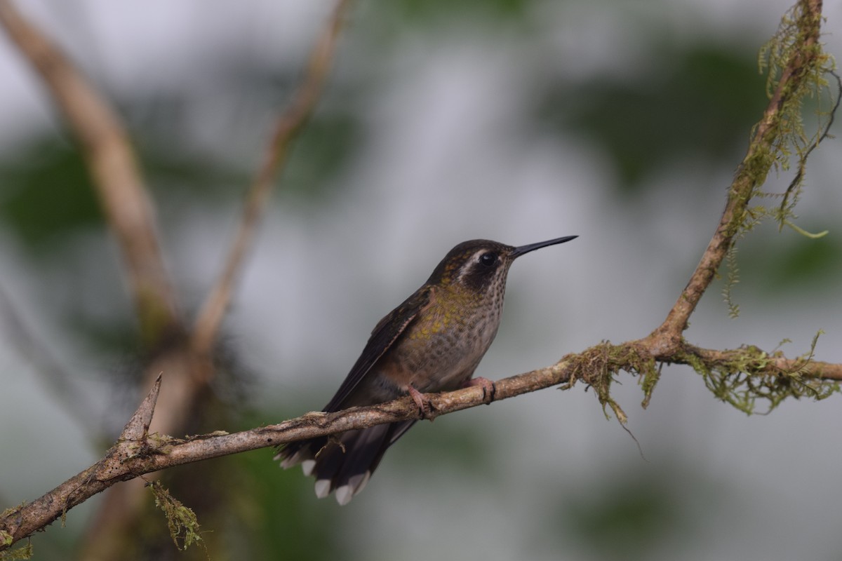 Speckled Hummingbird - ML644891962