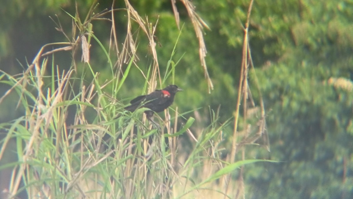 Красноплечий трупиал - ML644891963