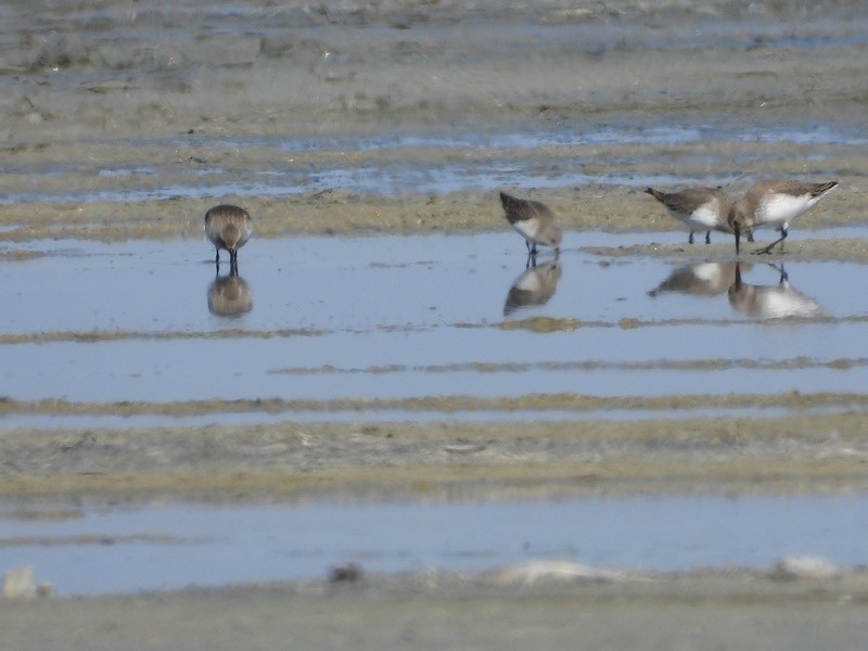 ヨーロッパトウネン - ML644891967