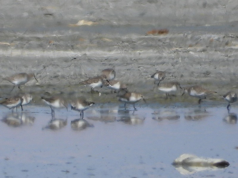 ヨーロッパトウネン - ML644891968