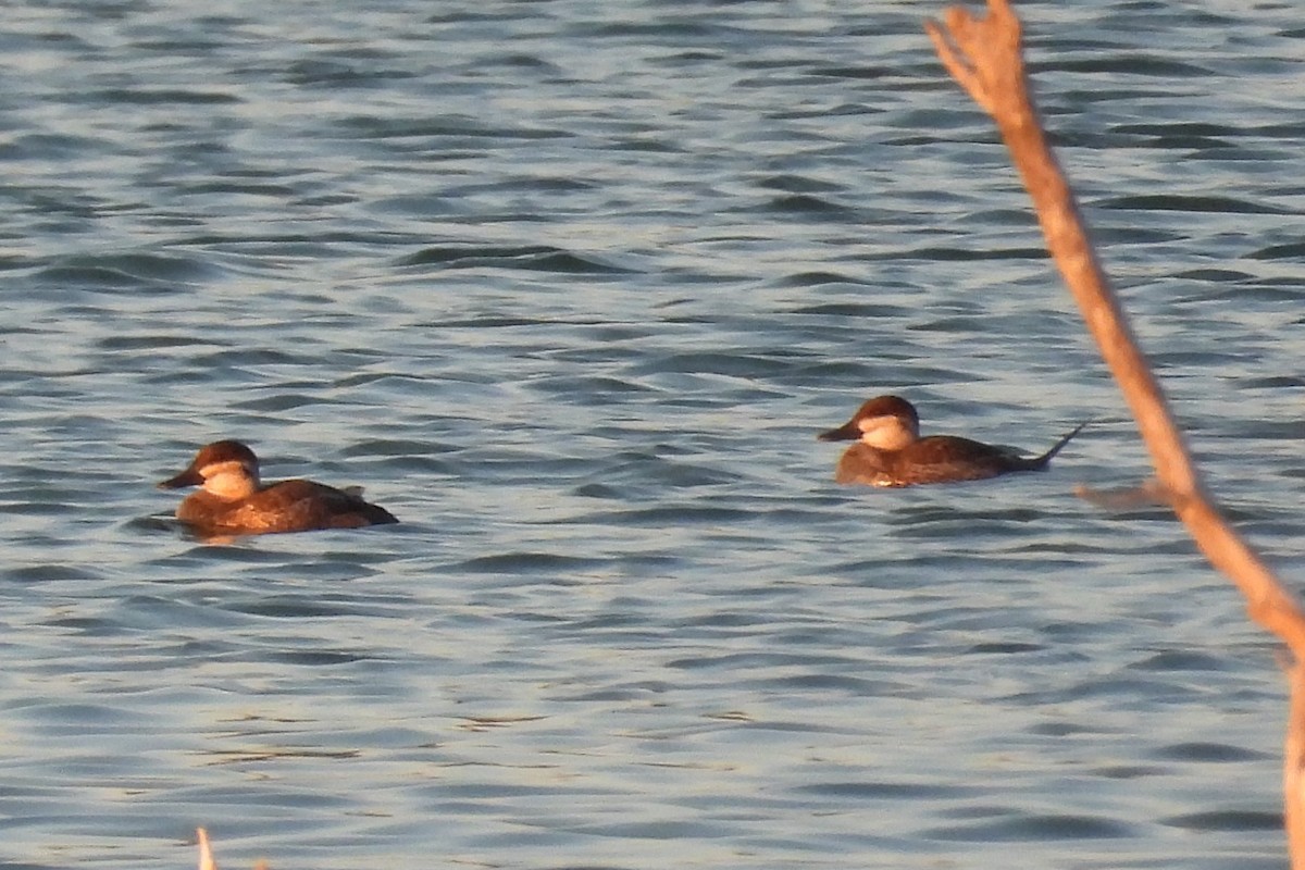 Ruddy Duck - ML644891983
