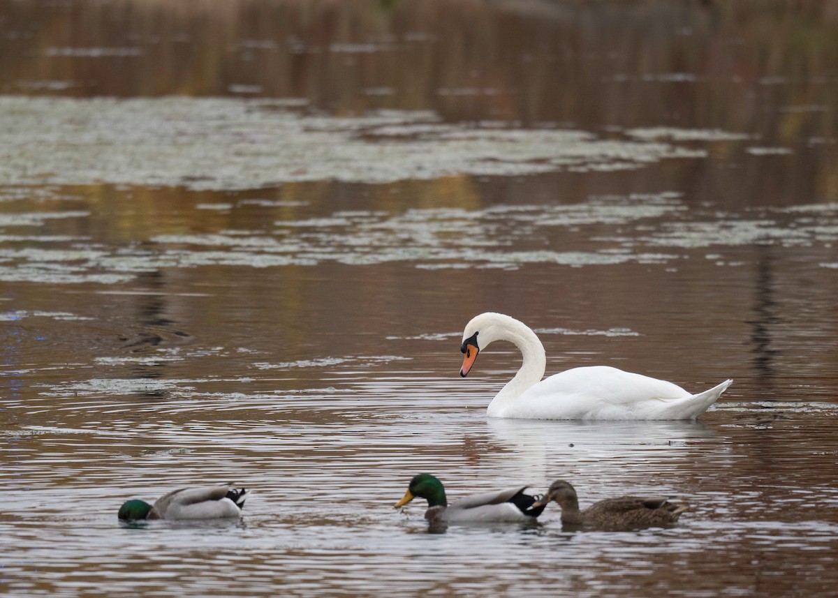 Mute Swan - ML644891990