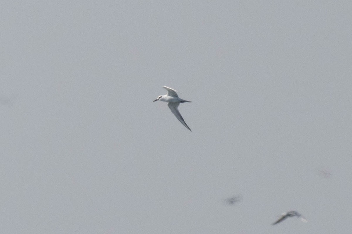 Forster's Tern - ML644891999
