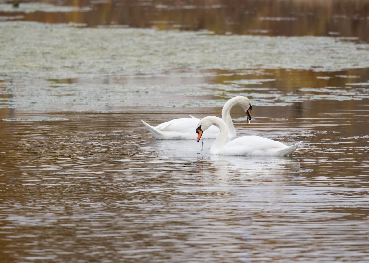 Mute Swan - ML644892010