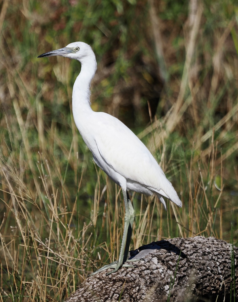 Little Blue Heron - ML644892066