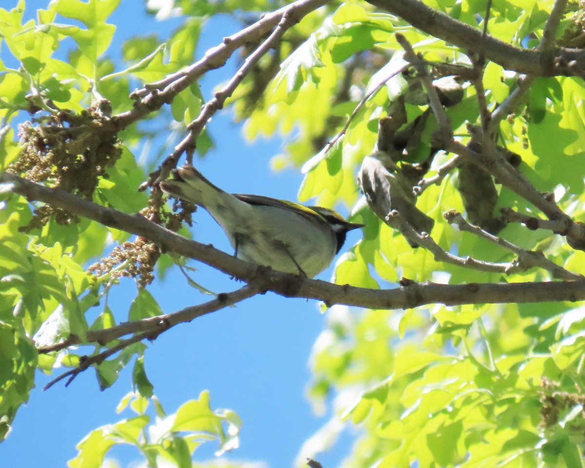 キンバネアメリカムシクイ - ML644892067