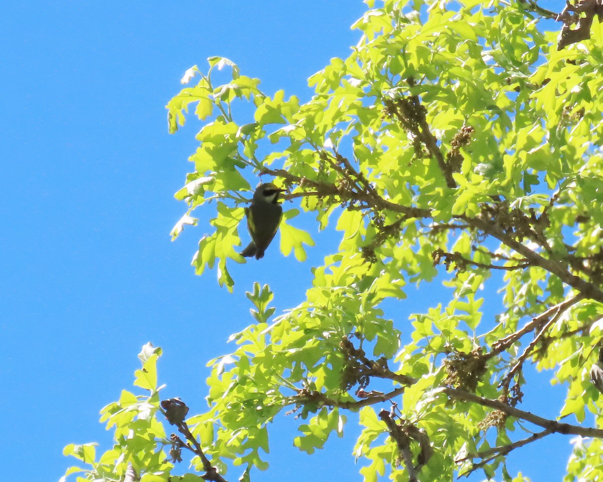 キンバネアメリカムシクイ - ML644892068