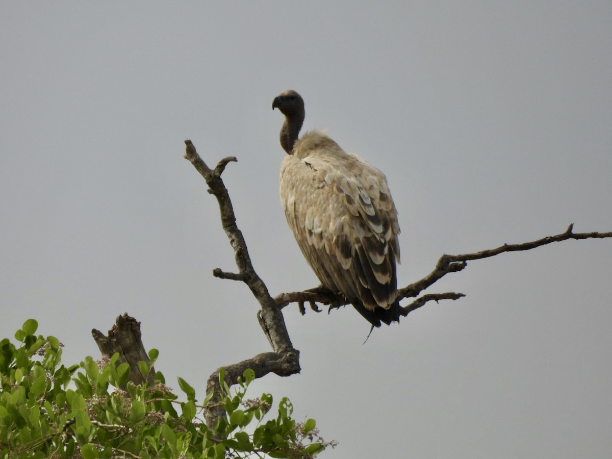 Ak Sırtlı Akbaba - ML644892070