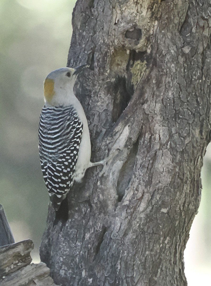 Golden-fronted Woodpecker - ML644892079