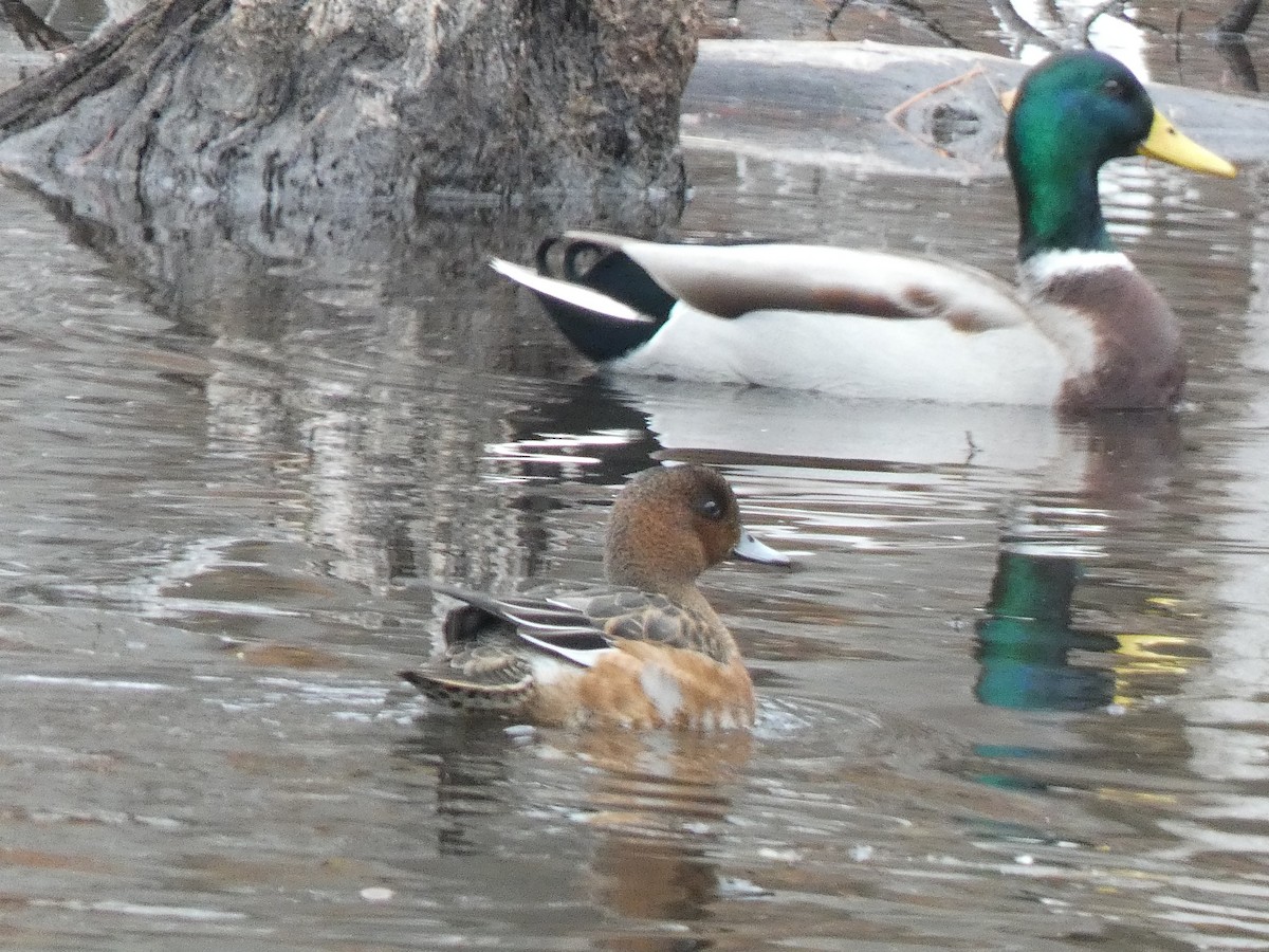 Fischione - ML644892085