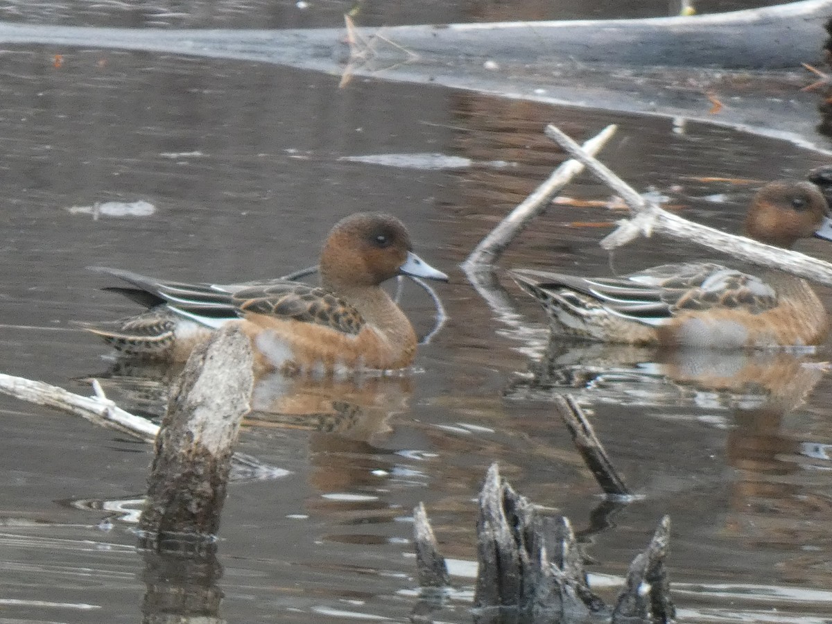 Fischione - ML644892097