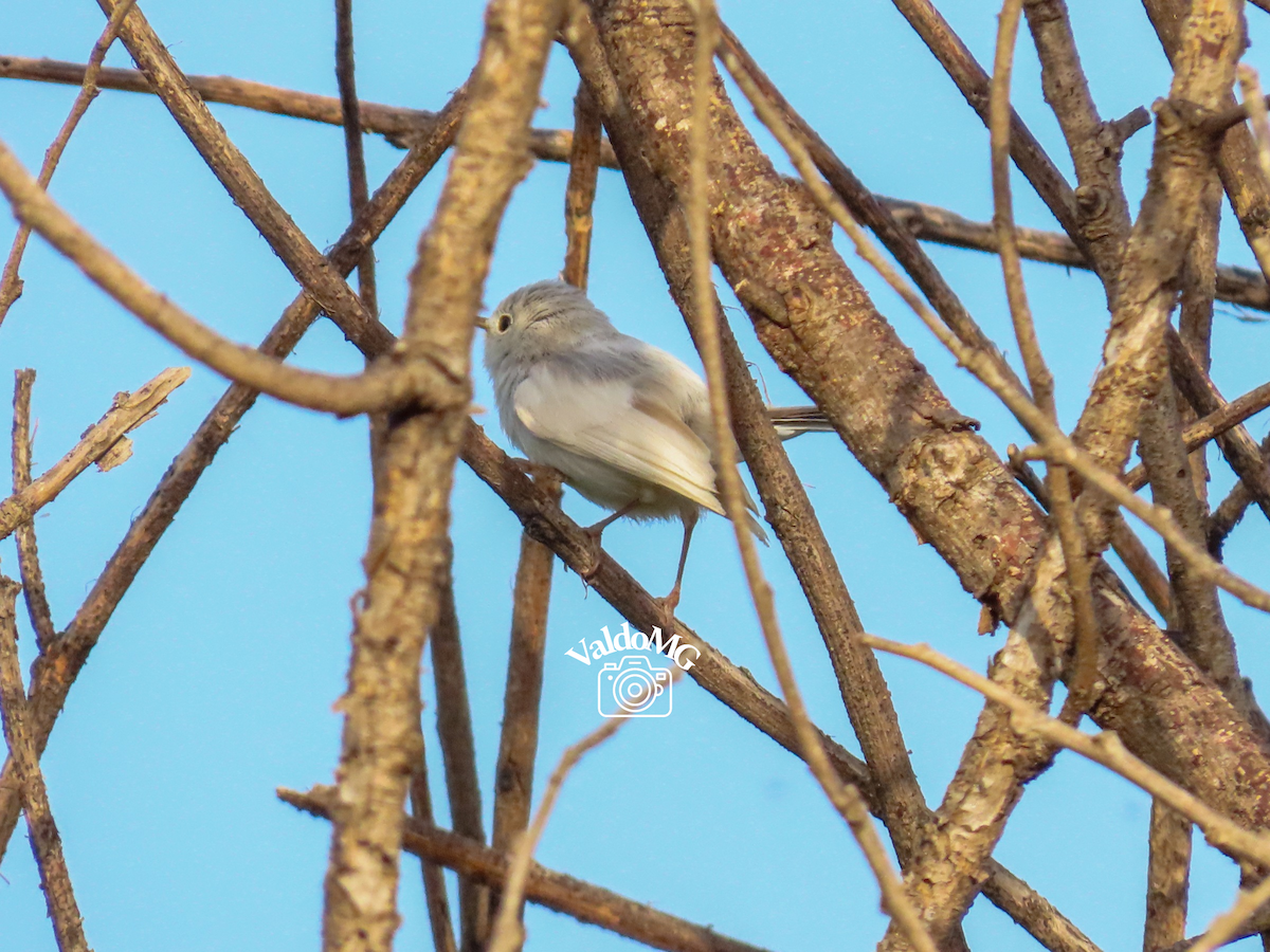 Голубая комароловка - ML644892100