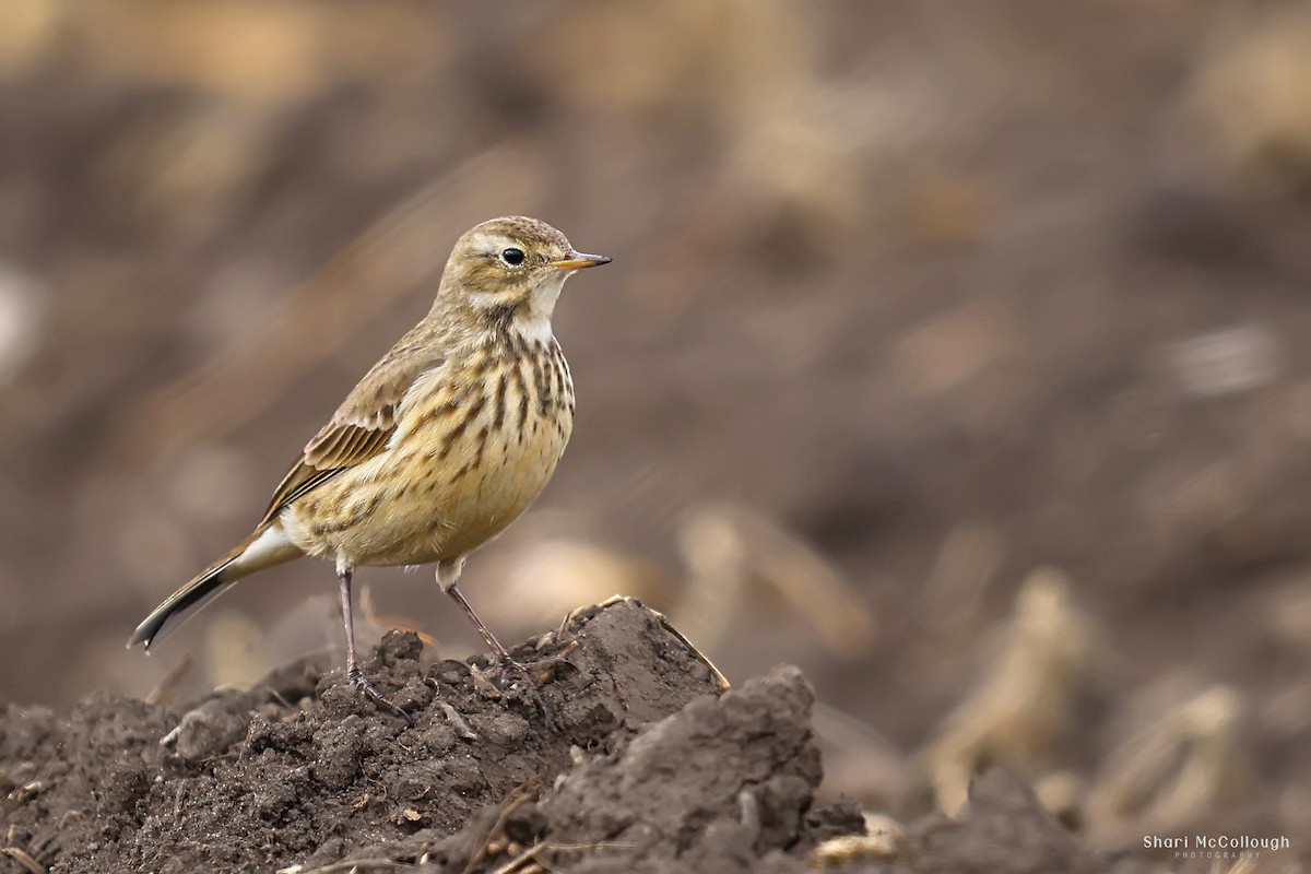 American Pipit - ML644892121