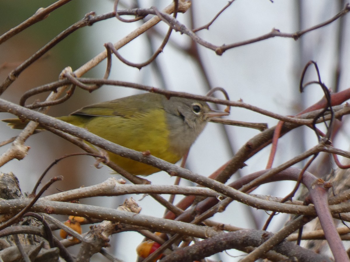 MacGillivray's Warbler - ML644892128