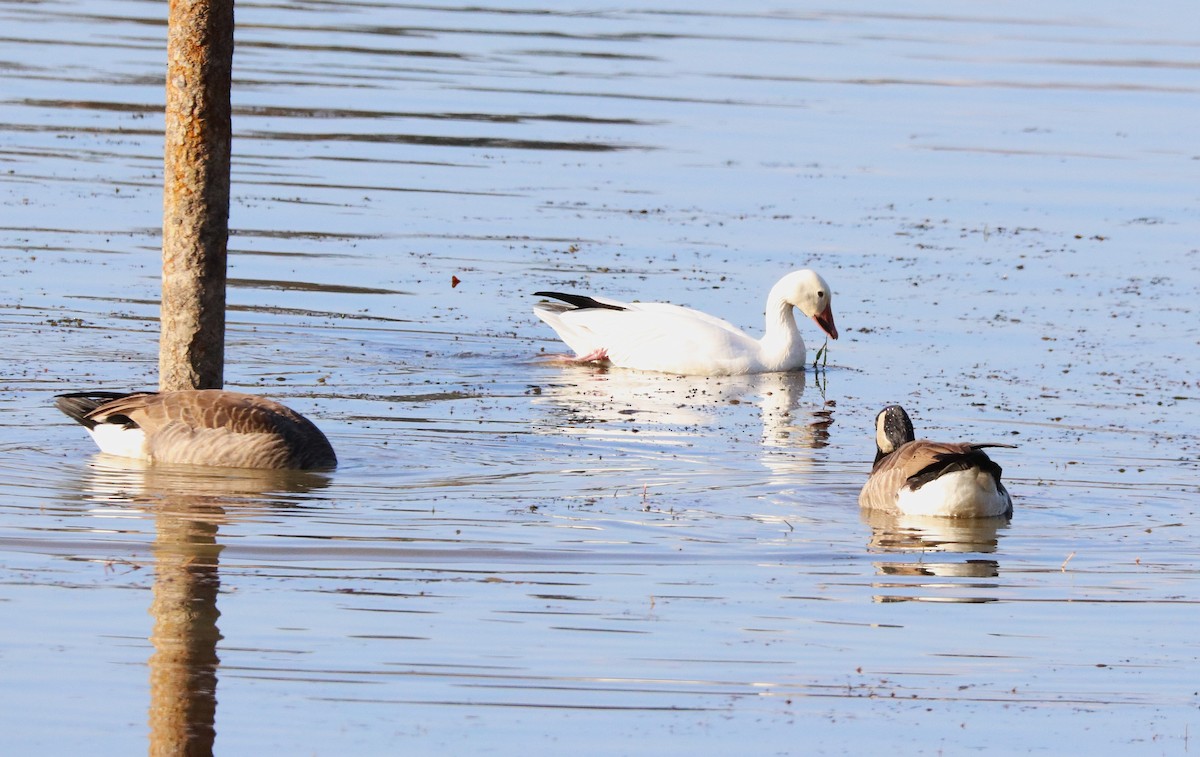 Snow Goose - ML644892142
