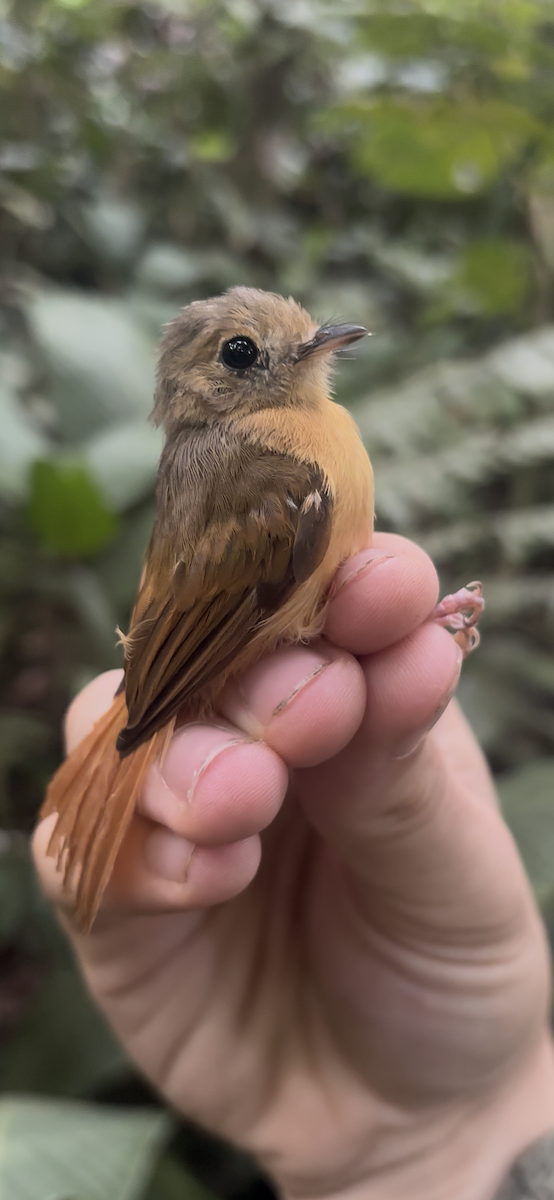 Ruddy-tailed Flycatcher - ML644892160