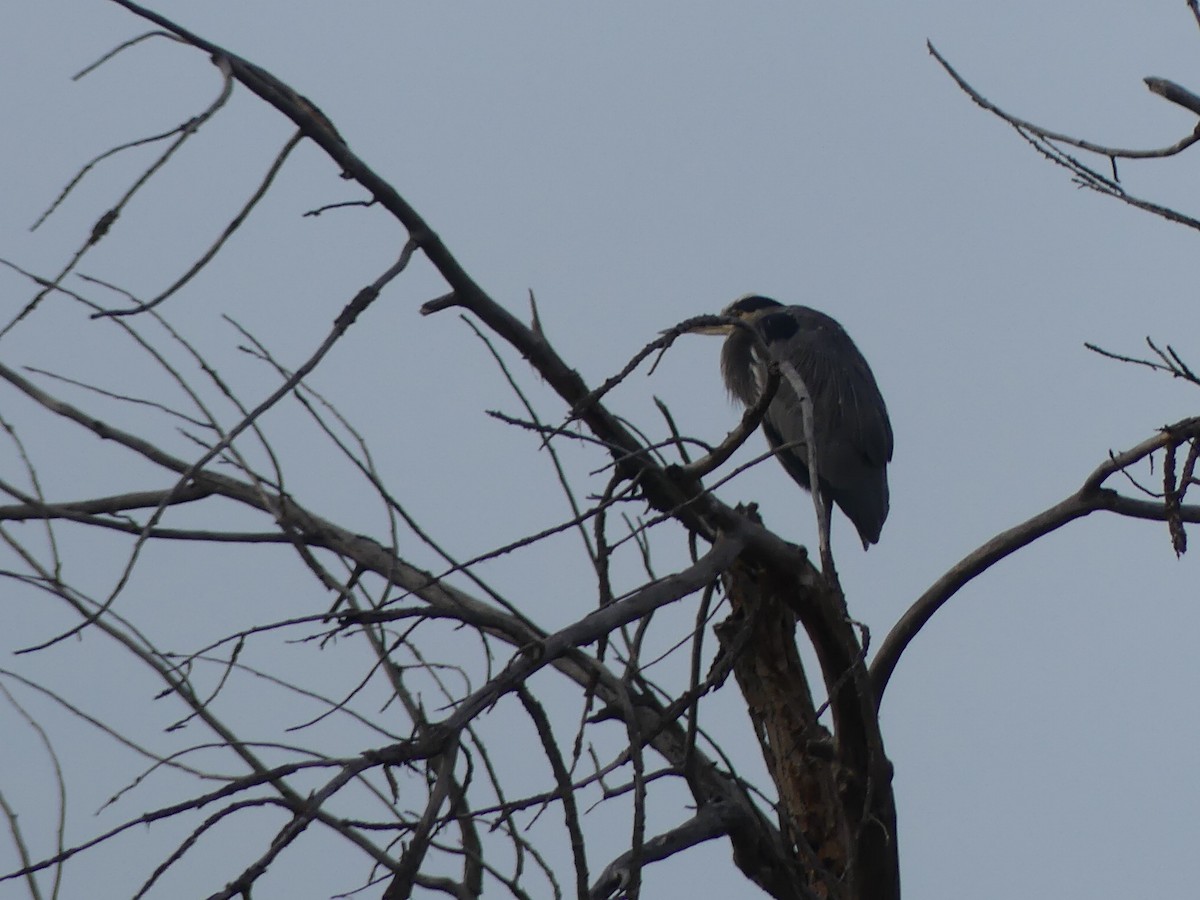 オオアオサギ - ML644892166