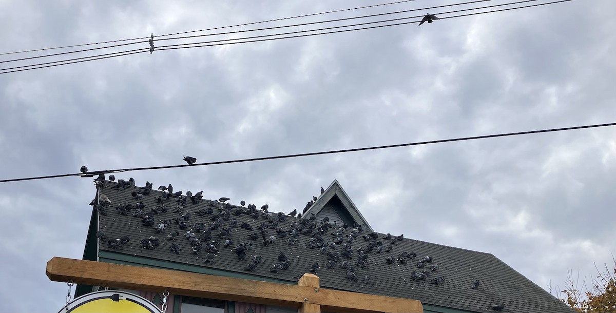 Rock Pigeon (Feral Pigeon) - ML644892169