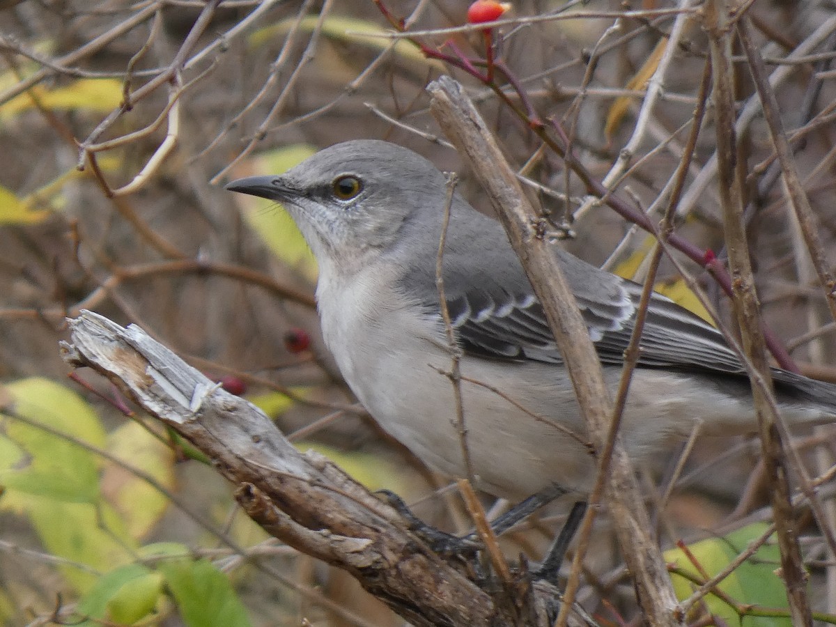 Northern Mockingbird - ML644892172