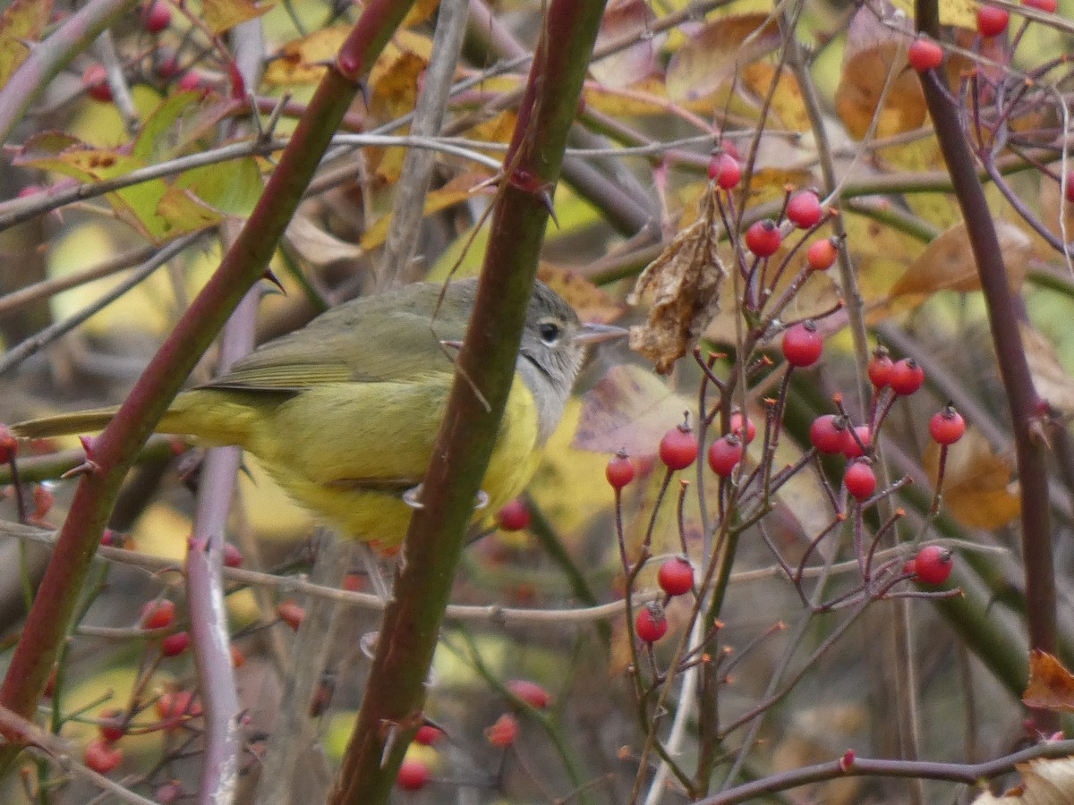 MacGillivray's Warbler - ML644892203