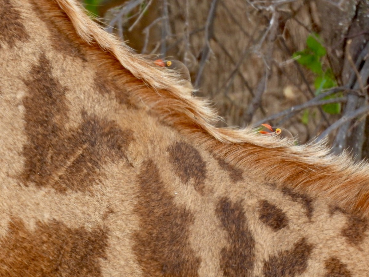 rødnebboksehakker - ML644892209