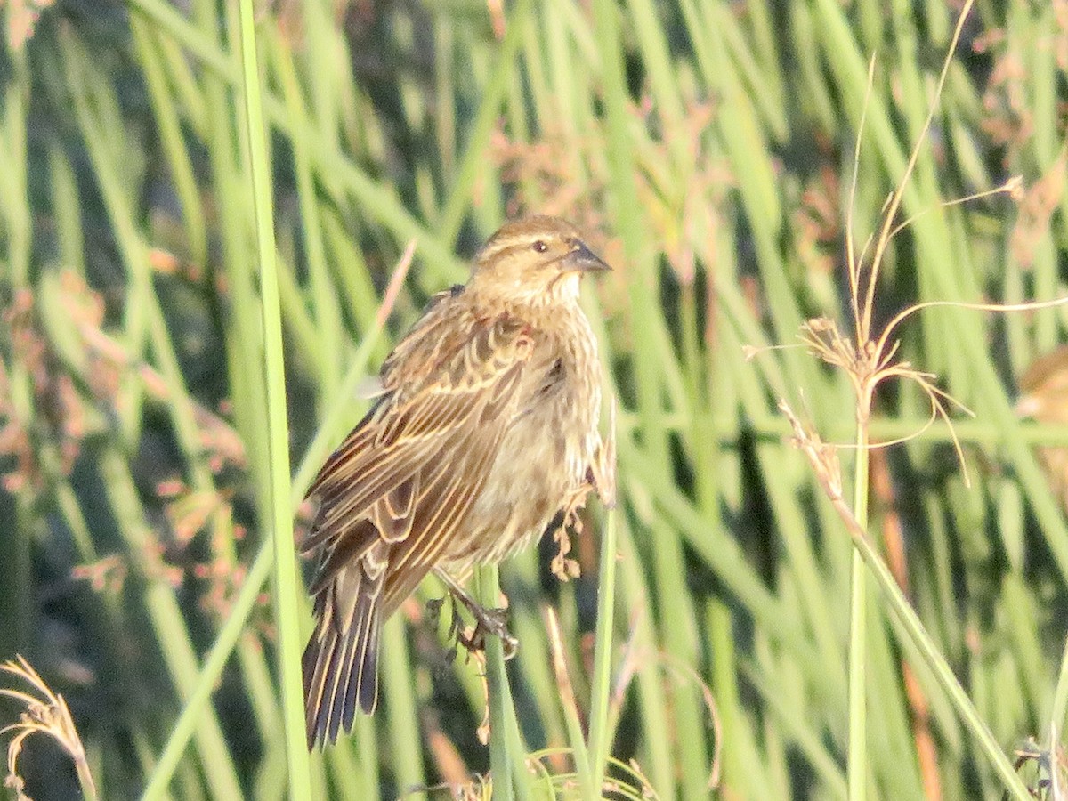 Красноплечий трупиал - ML644892230