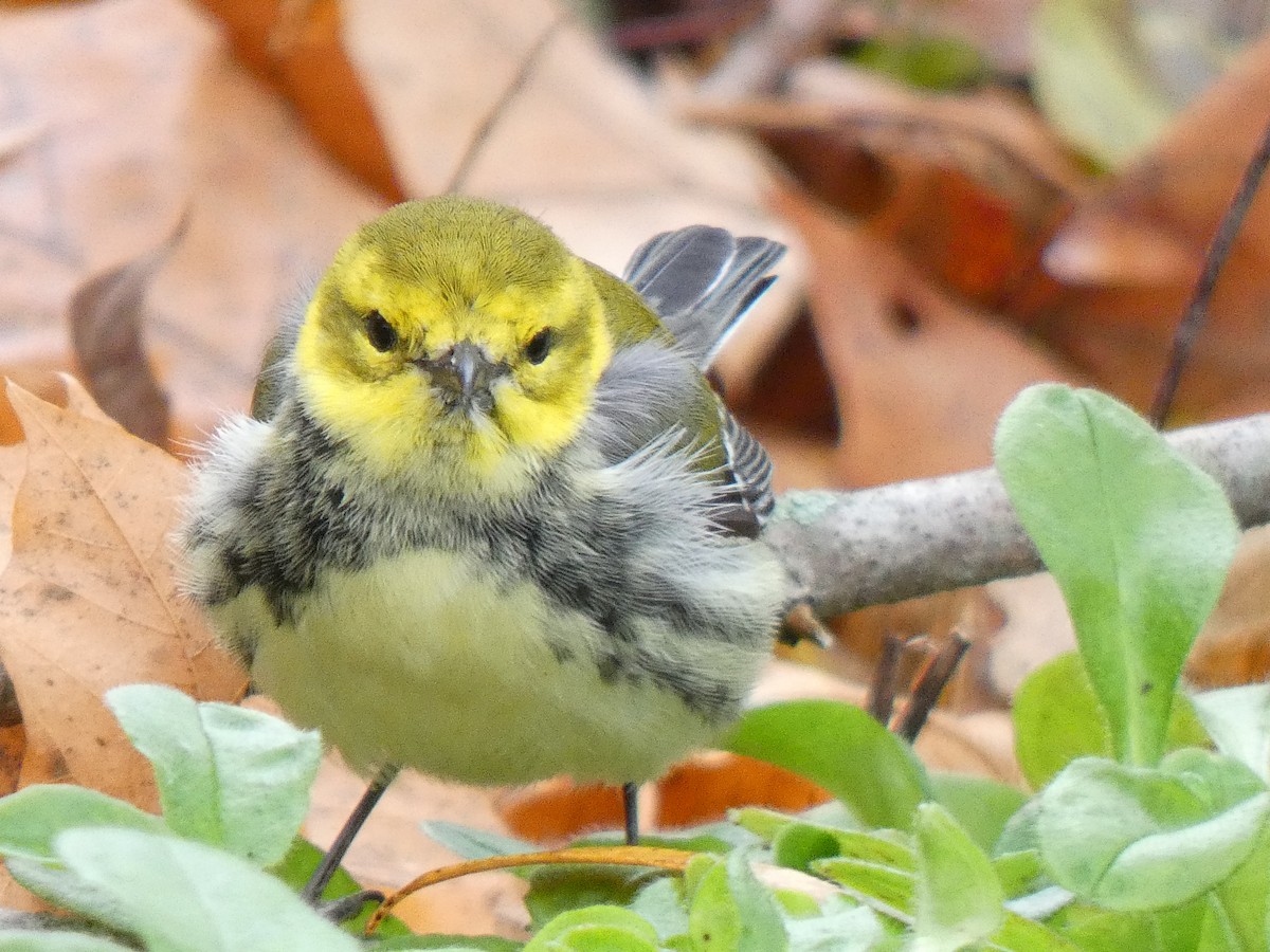Black-throated Green Warbler - ML644892244