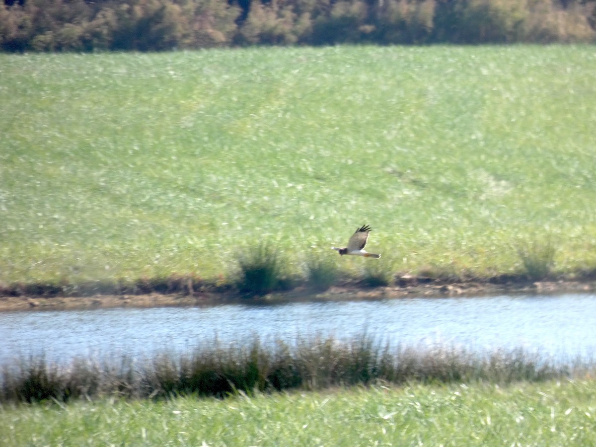 Northern Harrier - ML644892247