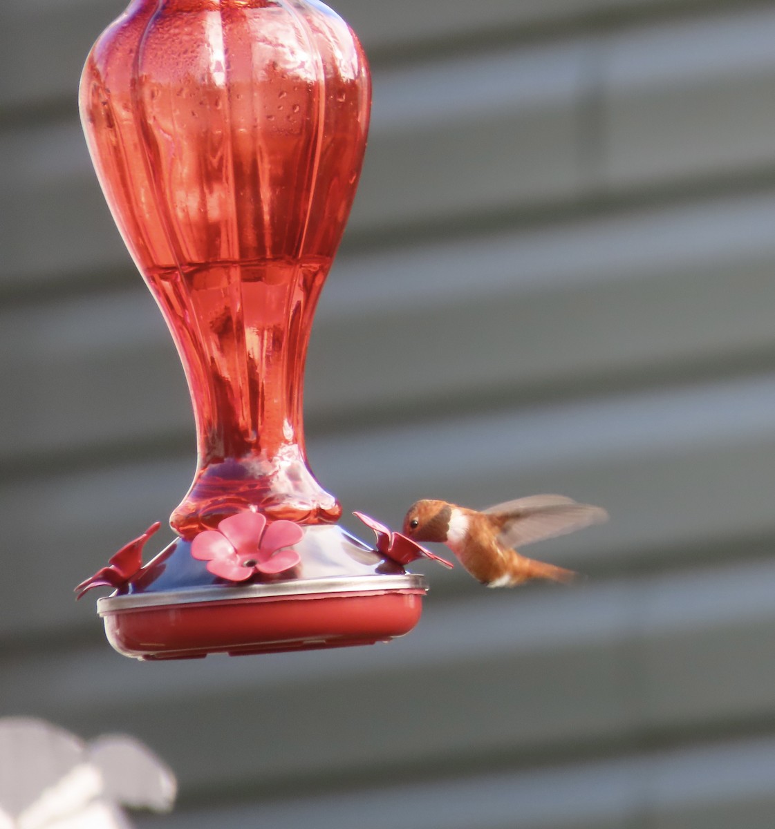 Rufous Hummingbird - ML644892248