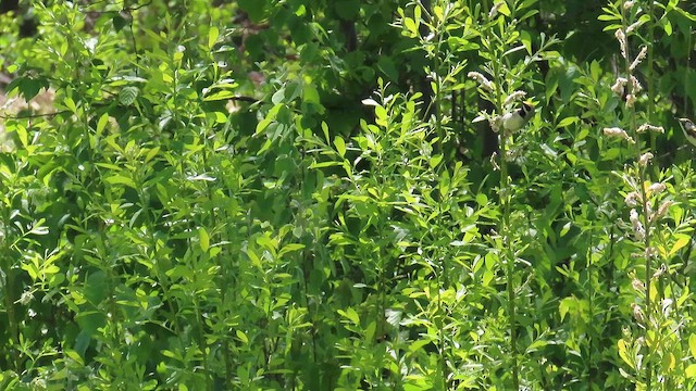 キンバネアメリカムシクイ - ML644892251