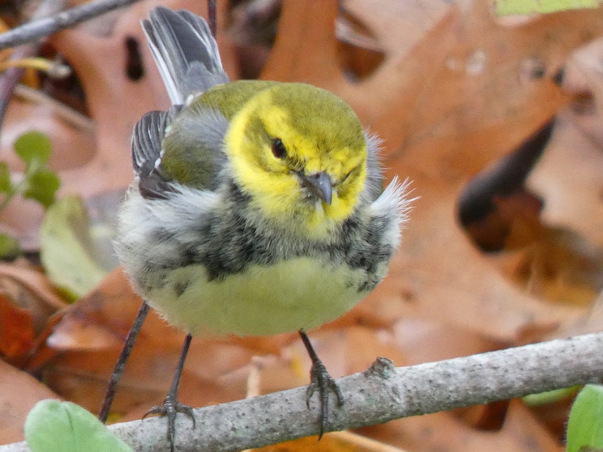 Black-throated Green Warbler - ML644892260