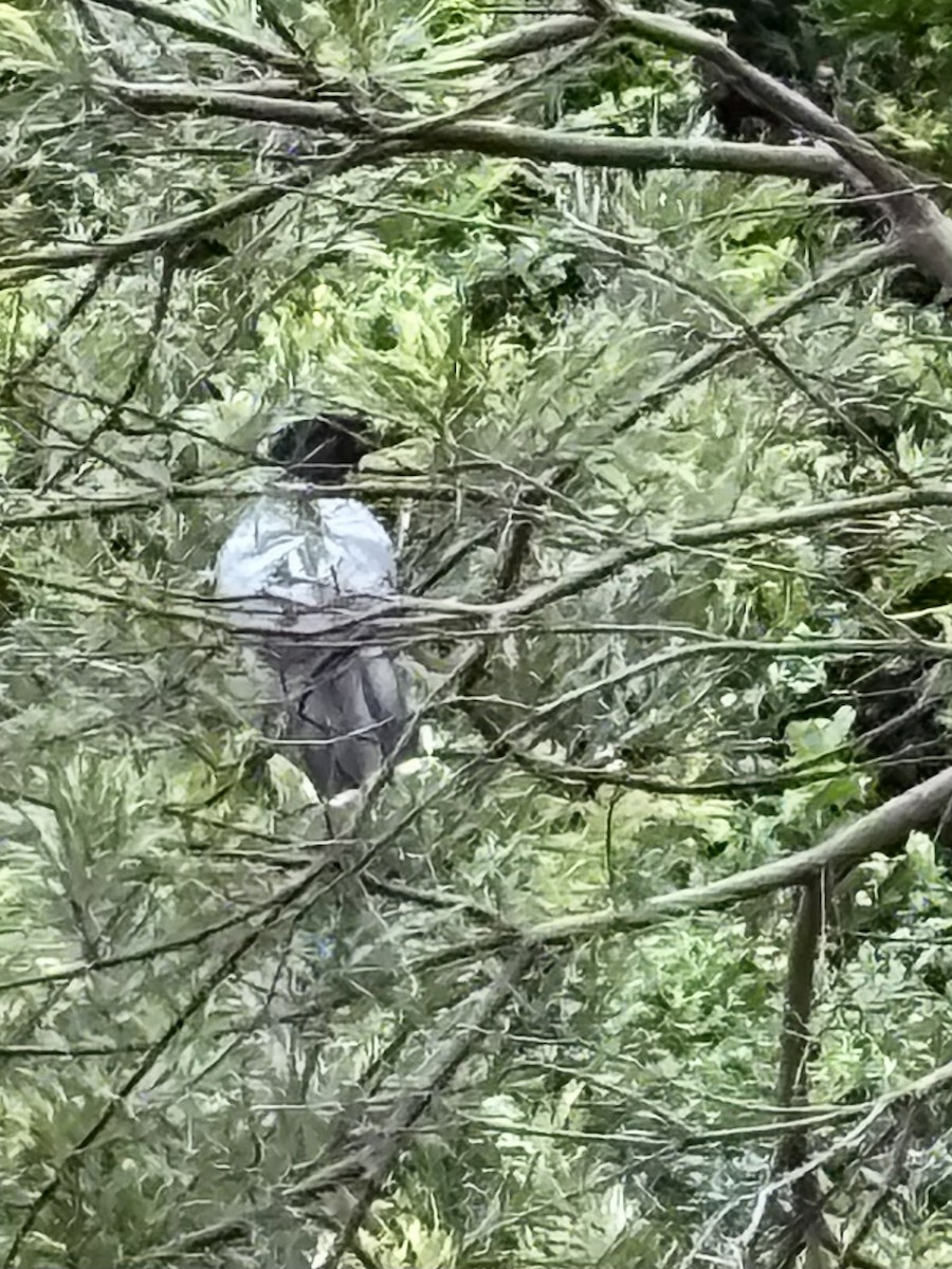 Black-faced Cuckooshrike - ML644892265