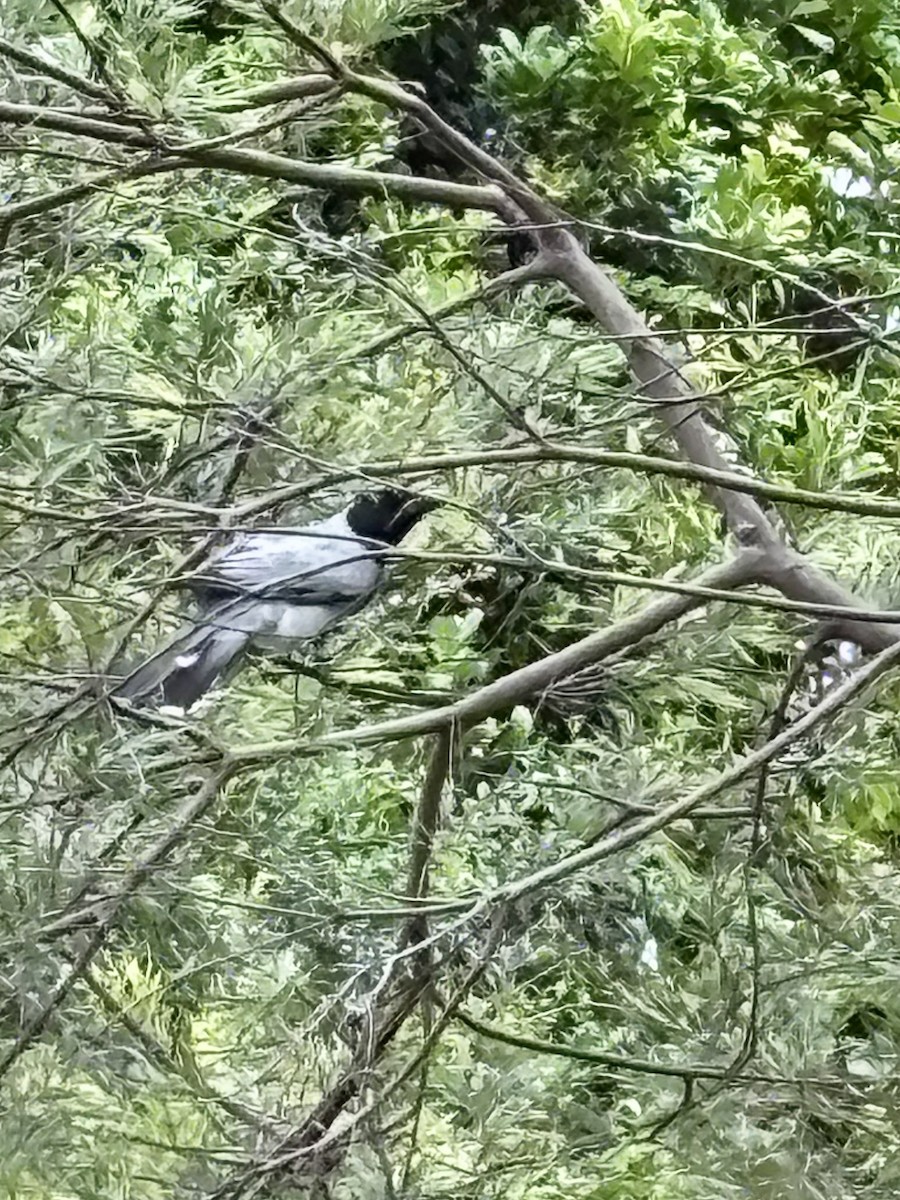 Black-faced Cuckooshrike - ML644892266
