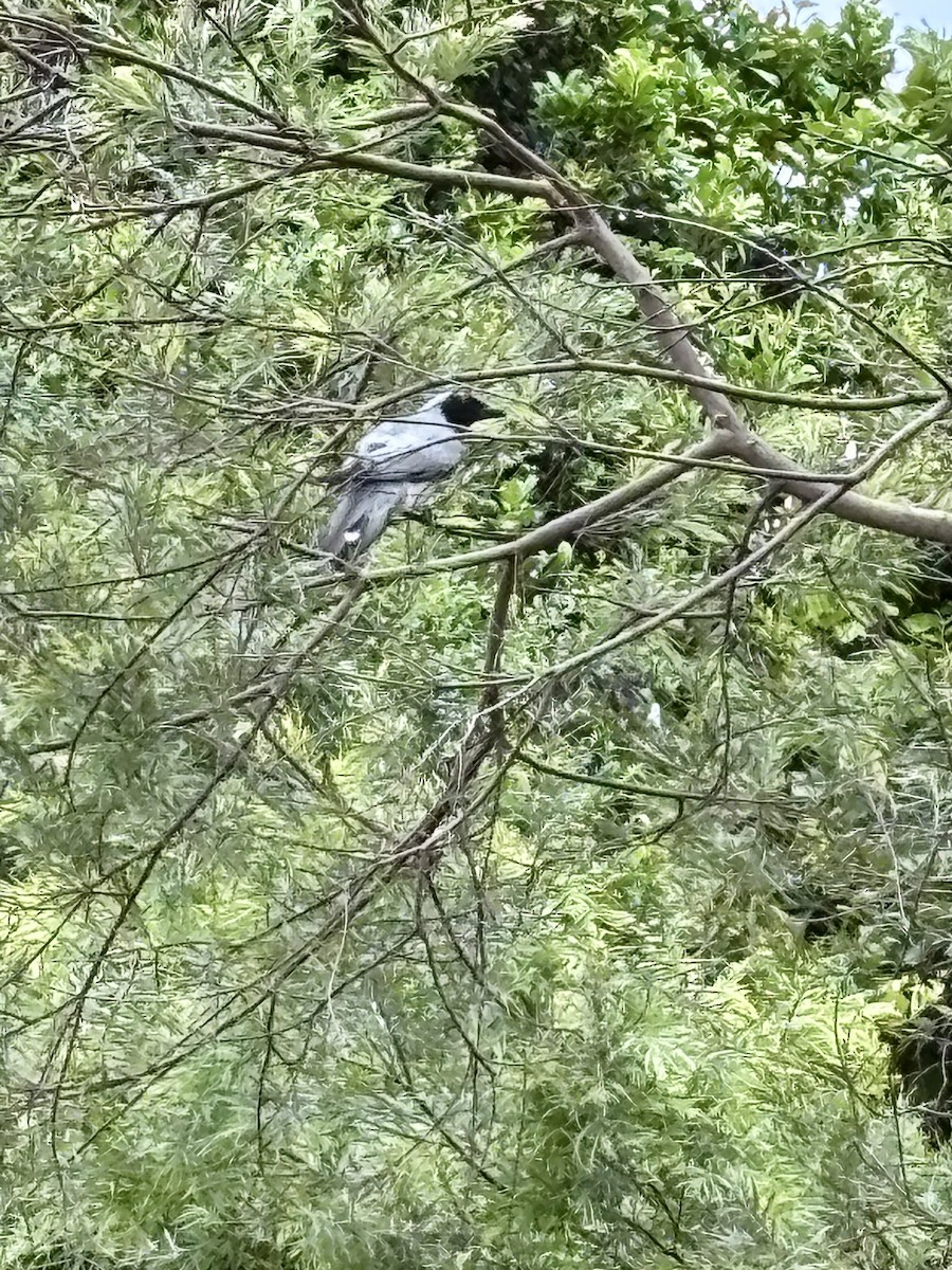 Black-faced Cuckooshrike - ML644892268