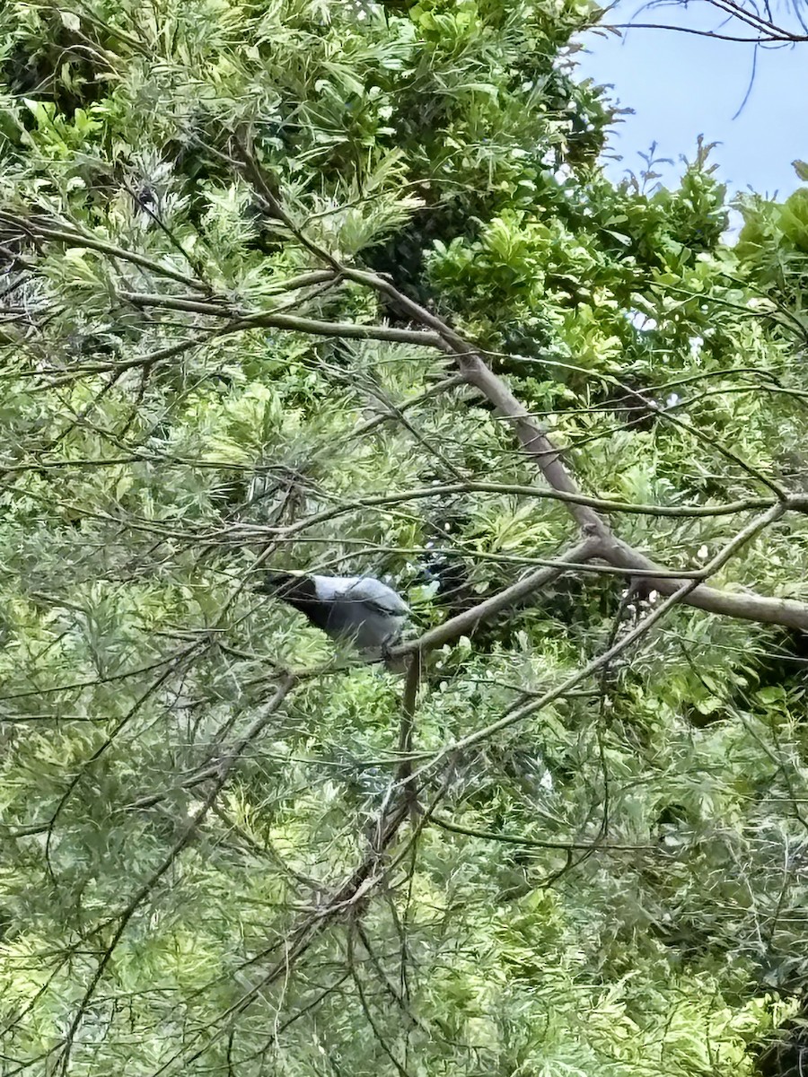 Black-faced Cuckooshrike - ML644892269