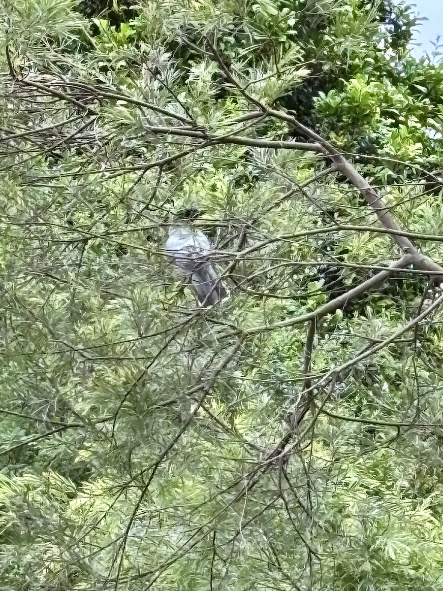 Black-faced Cuckooshrike - ML644892270