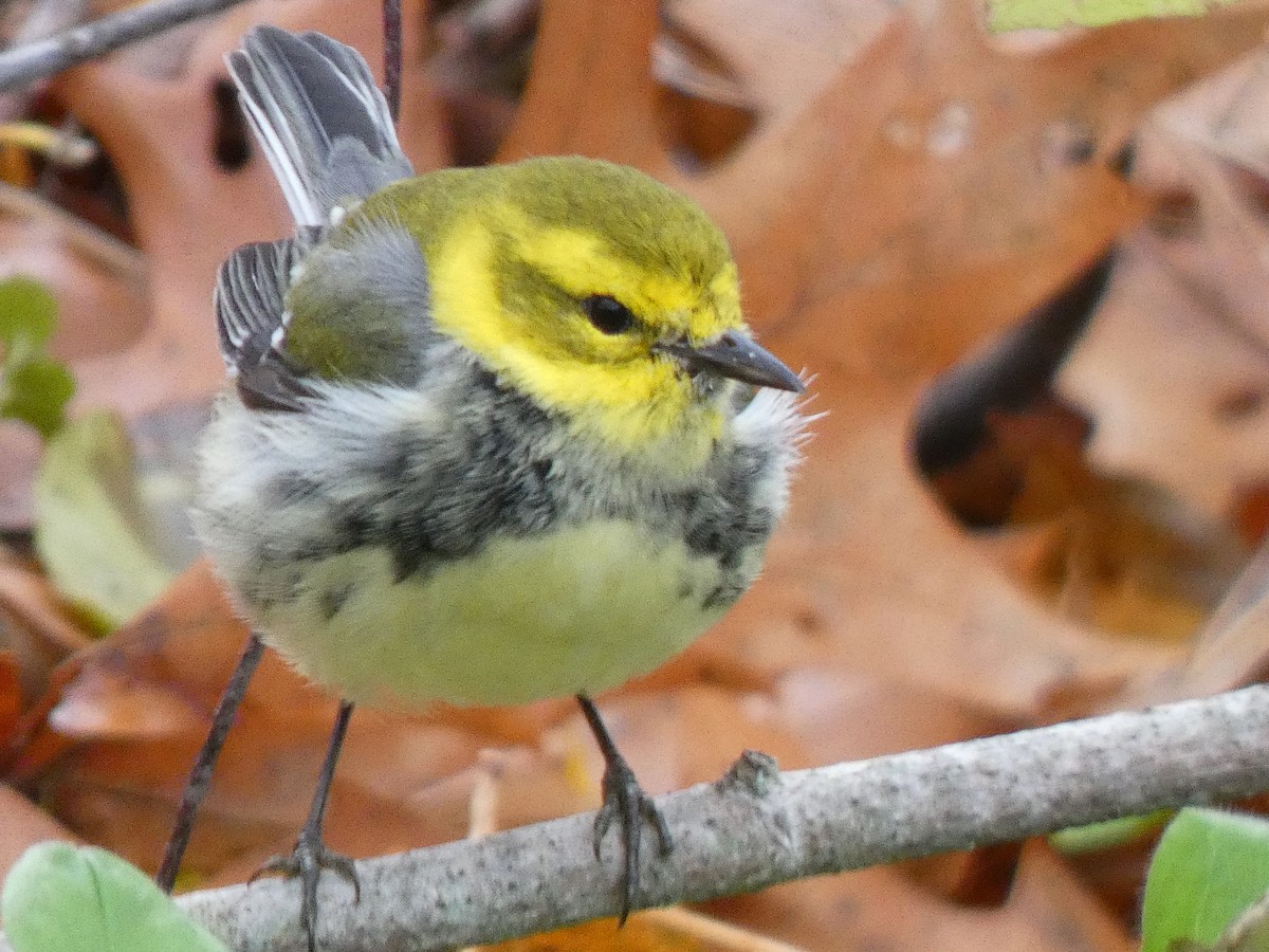 Black-throated Green Warbler - ML644892272